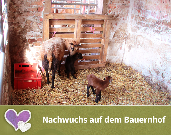 Read more about the article Nachwuchs auf dem Bauernhof